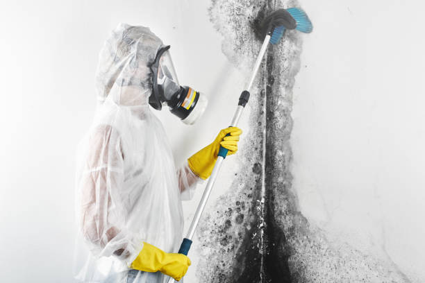 Best Mold-Related Health Consultation  in Brighton, TN