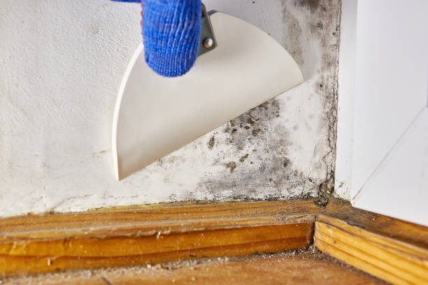 Best Commercial Mold Inspection  in Brighton, TN