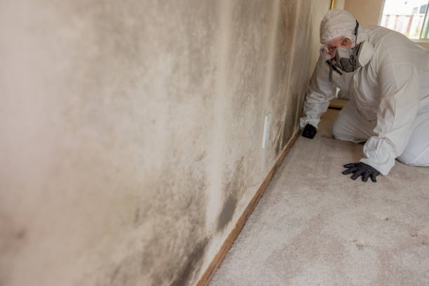 Best Mold-Related Health Consultation  in Brighton, TN